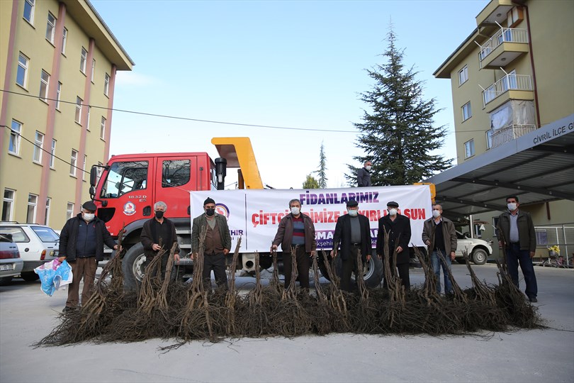 3 yılda 340 bin ceviz fidanı