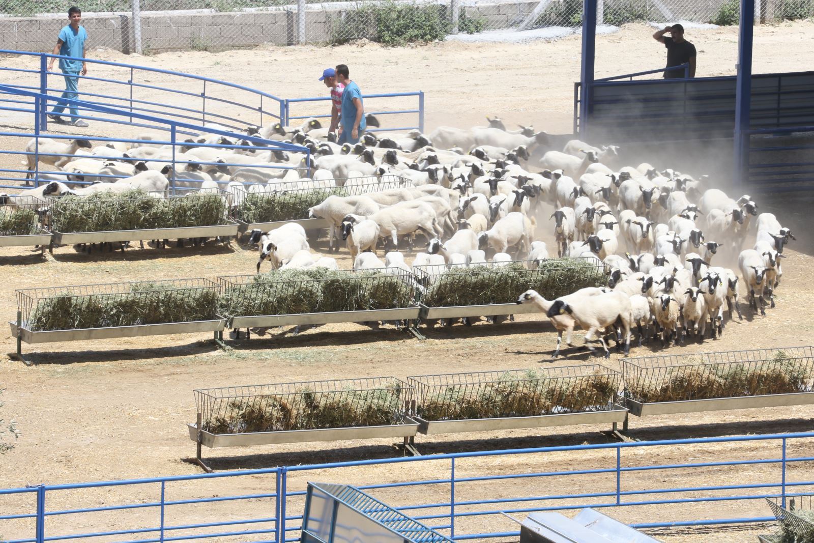 Aile Tipi Koyunculuk Projesi Damızlık Koyun Yetiştirme Tesisi