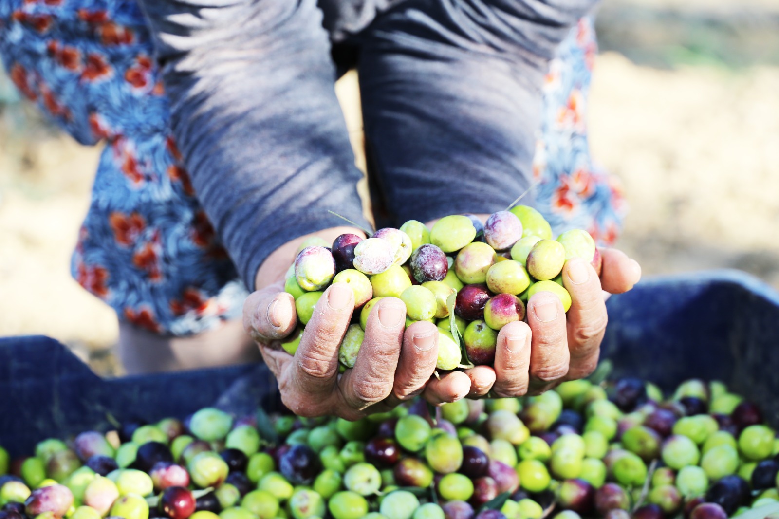 BAÇEM Zeytin Sineğine Karşı Kaolin Kili Kullanıyor