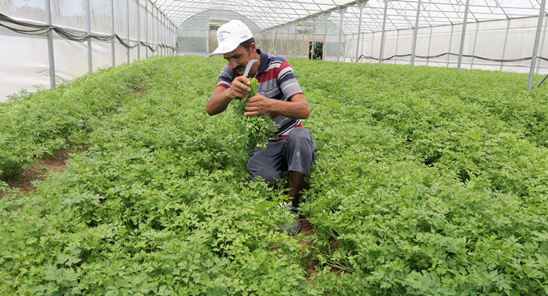 Büyükşehir’in kurduğu modern seralardaki verim üreticiyi sevindirdi