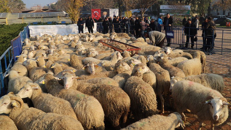 Büyükşehir’in Ödemiş’te dağıttığı küçükbaş sayısı 2 bini aştı