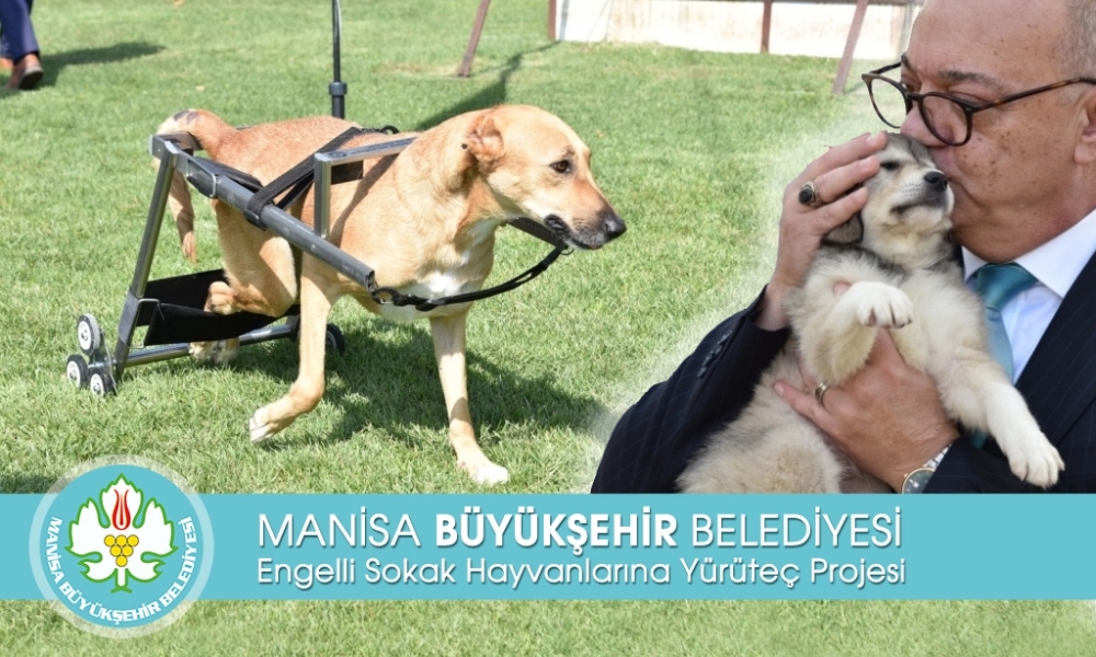 ENGELLİ SOKAK HAYVANLARINA YÜRÜTEÇ PROJESİ