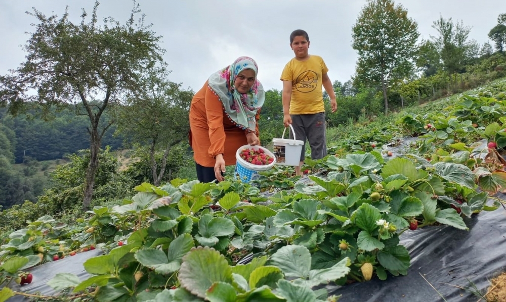 SAMSUN’DA ÇİLEK ÜRETİMİ ARTIYOR