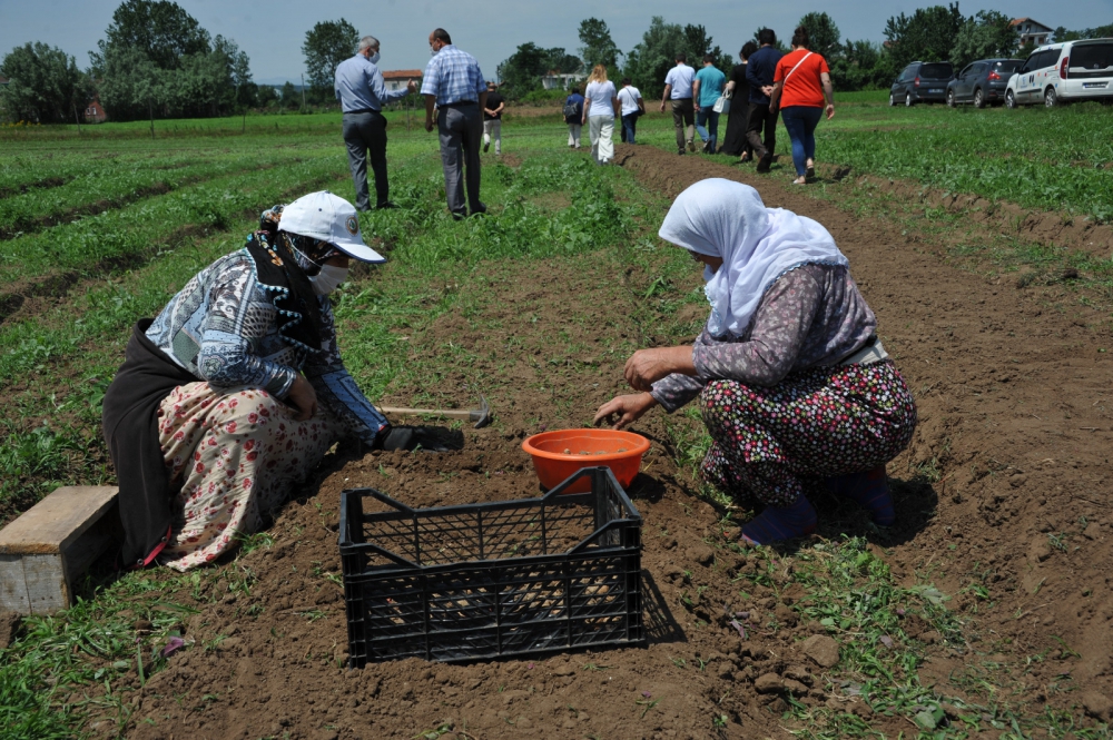 SAMSUN’DA SALEP ÜRETİMİ 17 İLÇEYE YAYILACAK