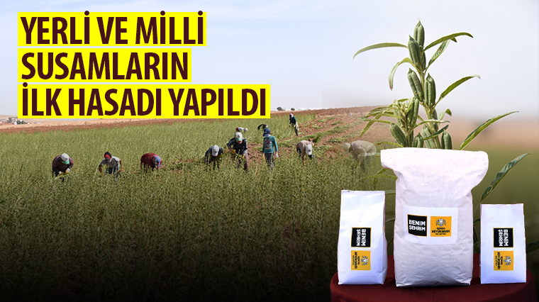 Yerli ve Milli Susamların İlk Hasadı Yapıldı